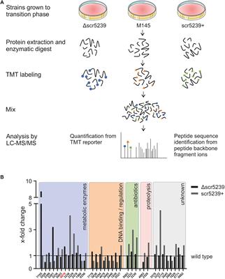 sRNA scr5239 Involved in Feedback Loop Regulation of Streptomyces coelicolor Central Metabolism